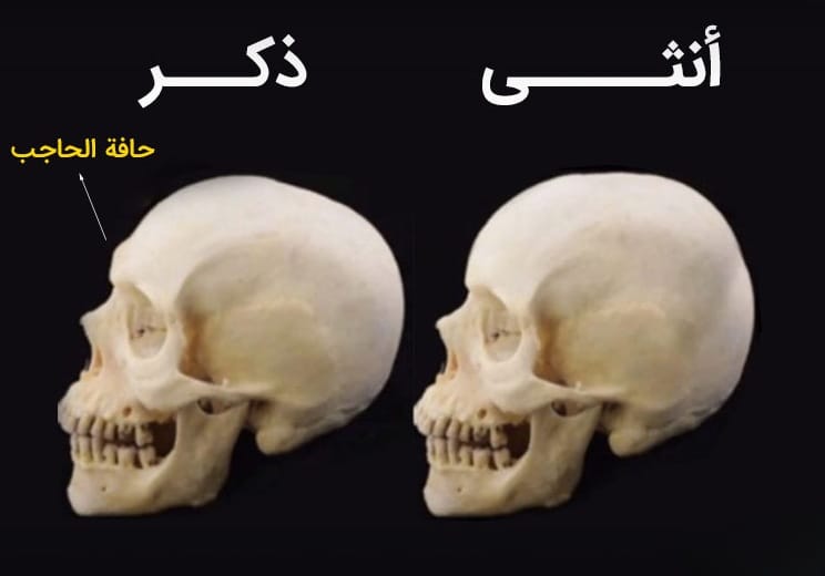 ما الذي يجعل وجوهنا تبدو أنثوية أو ذكورية؟ 3 ما الذي يجعل وجوهنا تبدو أنثوية أو ذكورية؟ 3