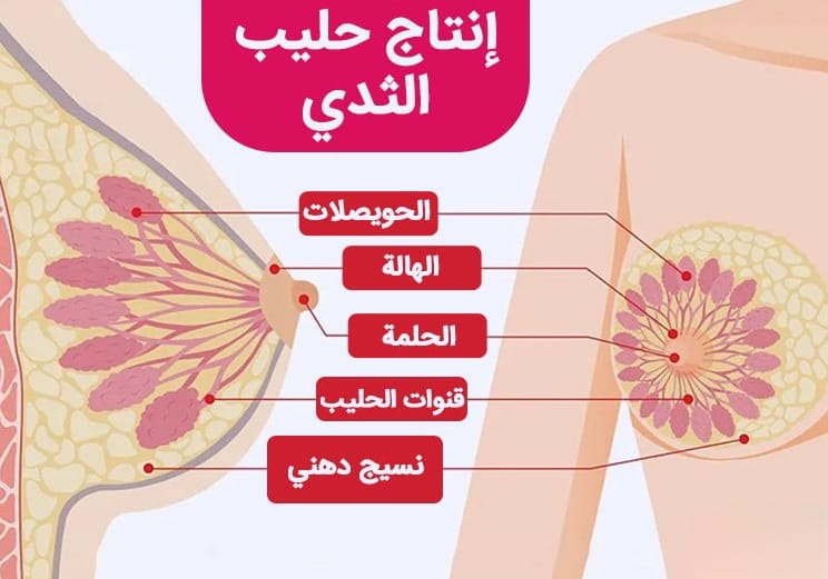 هل تؤثر عملية الثدي على الرضاعة الطبيعية؟ 2 هل تؤثر عملية الثدي على الرضاعة الطبيعية؟ 2